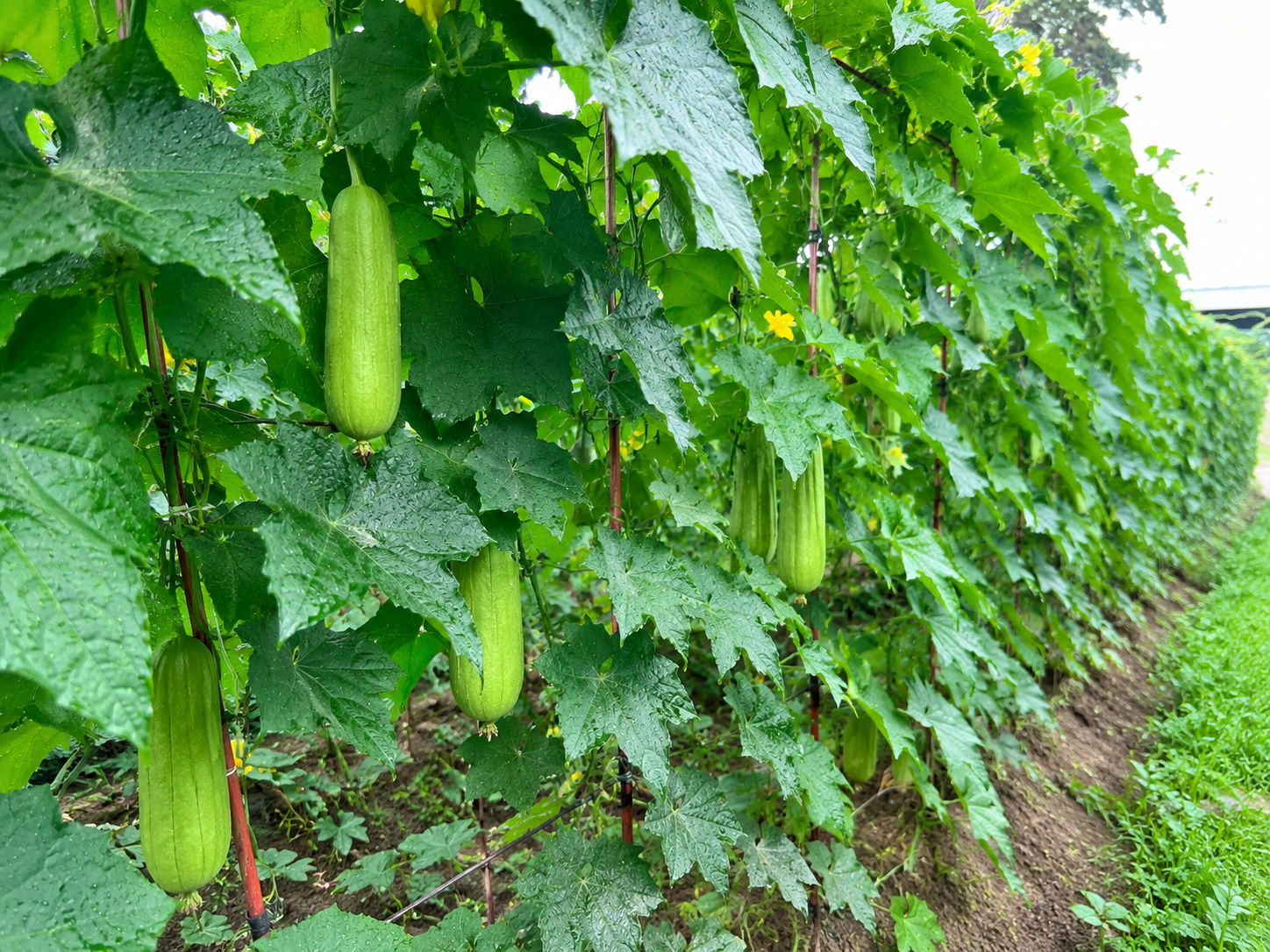 Loofah plants growing in the field